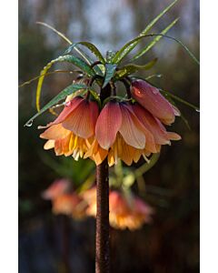 Фритилария /Fritillaria 'Early Charm''/ 1 бр