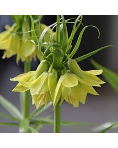 Фритилария / Fritillaria imperialis 'Early Passion' / 1 бр