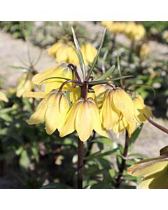 Фритилария / Fritillaria 'Helena' / 1 бр