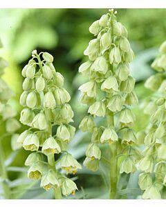 Фритилария Ivory Bells / 1 бр*