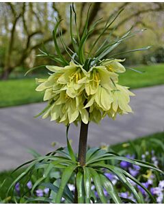 Фритилария /Fritillaria Raddeana/ 1 бр