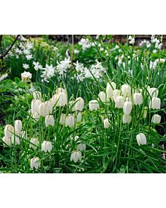 Фритилария / Fritillaria meleagris Alba/ 1 бр