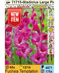 Гладиол Fuchsia Temptation - 1 брой