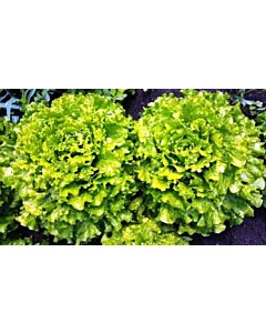 Семена салата Фънфикс F1 - 10 сем (пелети)