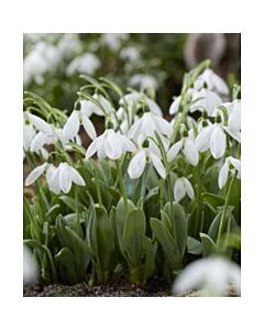 Кокиче/ Galanthus elwesii Mount Everest - 1 бр.