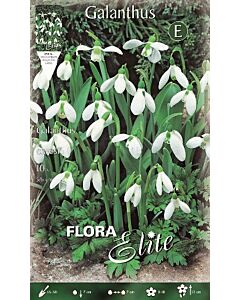 Кокиче Galanthus Elwesii 