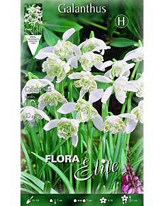Кичесто кокиче Flore Pleno 1 бр