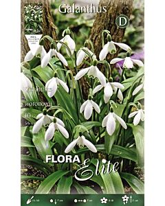 Кокиче Woronowii-Flora