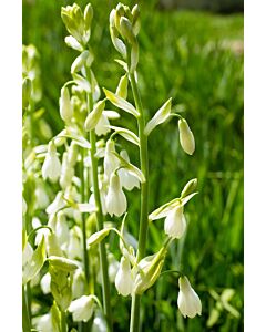 Летен зюмбюл/ Galtonia candicans- 1 бр