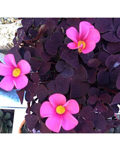 Оксалис purpurea Garnet - 1 бр.