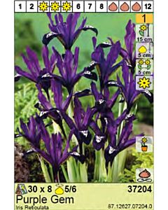 Ирис Reticulata Purple Gem- пакет: 1 оп. - 8 бр.