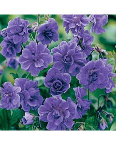 Здравец / Geranium Himelayense Plenum / 1 бр 			