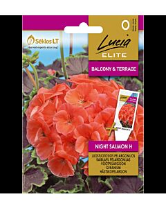 СК СЕМЕНА МУШКАТО НАЙТ САЛМЪН Х GERANIUM NIGHT SALMON H