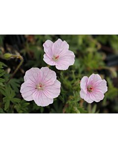 Здравец / Geranium Striata / 1 бр			