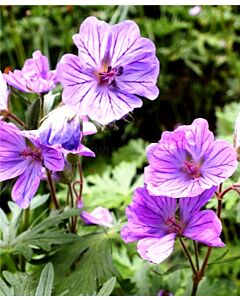 Гераниум Tuberosum - 1бр