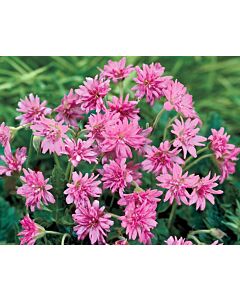 Здравец / Geranium Southcombe double / 1 бр 