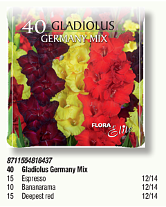 Гладиоли Germany Mix в pizza box - 1 кутия - 40 бр. луковици