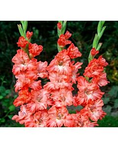 Гладиол Ted's Frizzle - Gladiolus large-flowered Ted's Frizzle - 1бр.