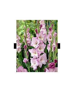 гладиол Belladonna