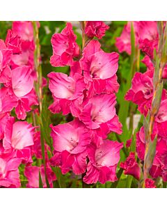 Гладиол /Gladiolus  Fairytale Pink /1 бр