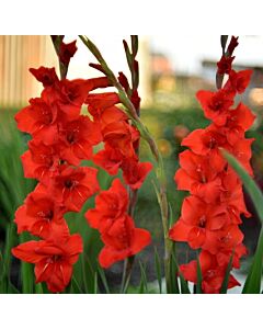 Гладиол large-flowered Fortuna - 1 бр.