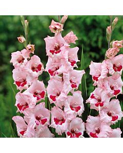Гладиол / Gladioli Wine and Roses / 