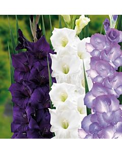 Гладиоли микс бяло/ лилаво - Gladiolus Purple/White . 20 бр. 