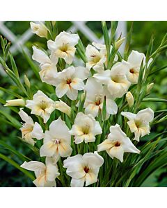 Гладиол Halley - Gladiolus nanus 'Halley' - 1 бр.