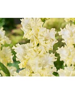 Гладиол Lemon Frizzle - Gladiolus large-flowered  'Lemon Frizzle' 12/14 - 1 бр.