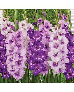 Гладиоли микс в лилаво - Gladiolus Varicoloured / Purple - 20 бр.