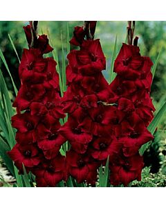 Гладиол /Gladiolus  'Deepest Red' /1 бр