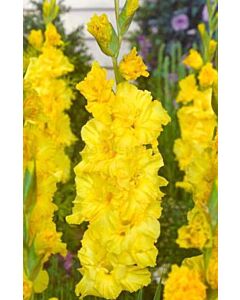гладиол Limoncello