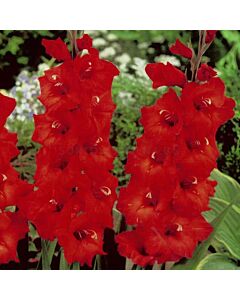 Гладиол /Gladioli Magma/ 