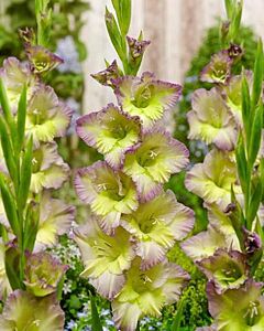 Гладиол / Gladiolus'Moonlight Shadow'