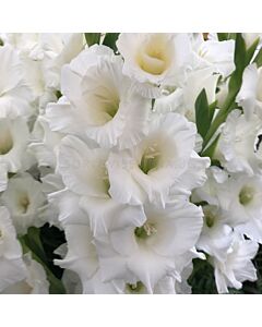 Гладиол Mount Everest/ large-flowered - 1 бр.