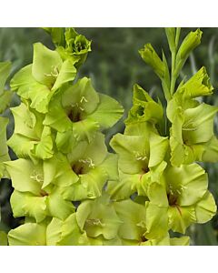 Гладиол Prima Verde - Gladiolus large-flowered  'Prima Verde'