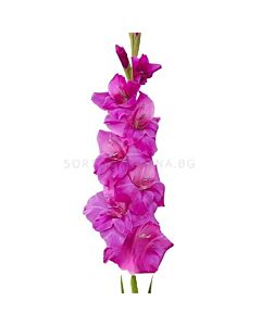 Гладиол large-flowered Purple Diamond - 1 бр.