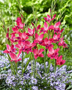 Гладиол Vulcano' - Gladiolus ramosus 'Vulcano' - 1бр