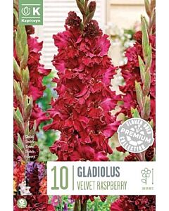 Гладиол Velvet Raspberry/ large-flowered - 1 бр.