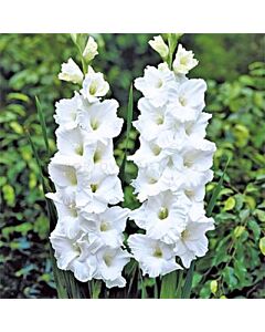 Гладиол /Gladiolus Sancerre /1 бр