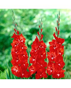 Гладиоли Трейдърхорн / Traderhorn Gladiolus / 1 бр 