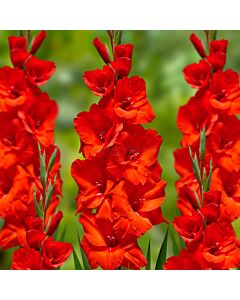Гладиол Advance/ large-flowered - 1 бр.
