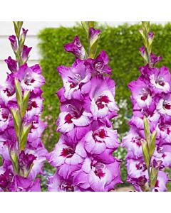 Гладиол /Gladiolus  'Elvive' /1 бр