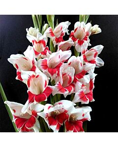 Гладиол Japonica -  Gladiolus butterfly  'Japonica - 1 бр