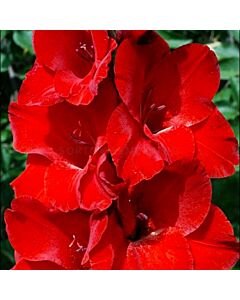 Гладиол /Gladiolus  'Matchpoint' /1 бр
