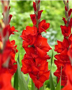Гладиол Red Balance  - Gladiolus large-flowered Red Balance 1 бр.