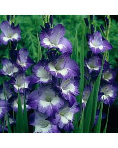 Гладиол /Gladiolus  'Nori' /1 бр