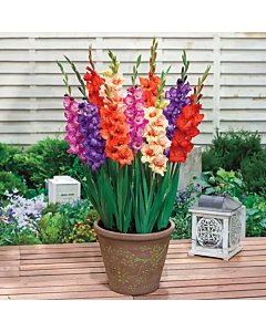 Гладиоли small-flowered glamini mixed - 1 брой