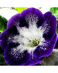 Глоксиния Tigrina Blauw (размер 3/4)