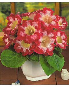 Глоксиния Tigrina Red - 3/4
